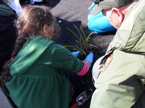 A park employee and students put a native plant in the soil.