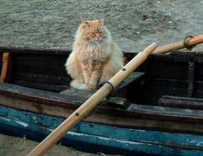 An orange cat sitting in a rowboat.