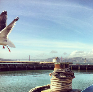 A western gull in flight.