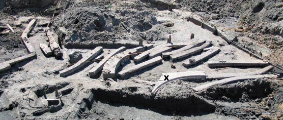 More than a dozen ship timbers uncovered and laying in a dig zone.