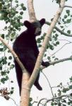 Black Bear Cub