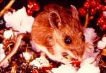 Deer Mouse