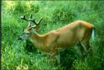 White-tailed Deer