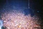 Black Bear