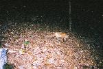 Red fox