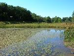 Blow Me Down Pond