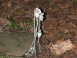 Indian Pipe
