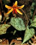 Trout Lily