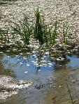Wetland