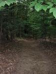 Forest Trail