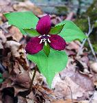 Red Trillium
