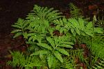 Sensitive Fern