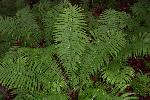 Ostrich Fern