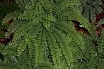 Maidenhair Fern