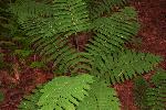 Interrupted Fern