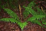 Cinnamon Fern