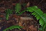 Christmas Fern