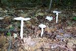 Agaricaceae