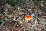 Amanita caesarea