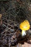 Amanita flavoconia