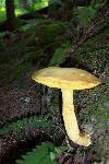 Boletus ornatipes