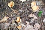 Chanterelle