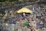 Suillus americanus