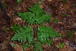 Oak Fern
