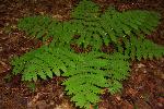 Marsh Fern