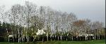 Birch Allee