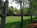 Birch Allee with apple blossoms