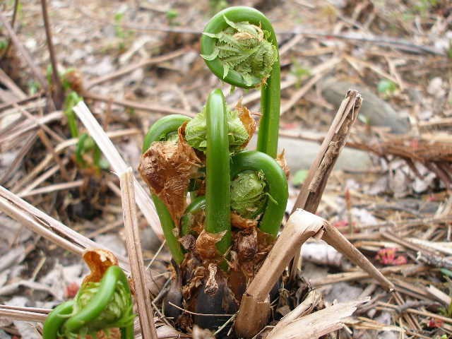 young fiddlehead fern