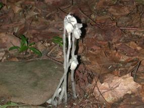 Indian Pipe plant