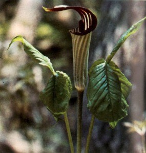 Jack in the Pulpit wildflower