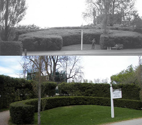 Horseshoe hedge, before and after replacement.