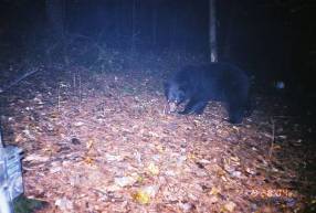 Black bear captured by a remote camera during a survey in the forest at Saint-Gaudens National Historic Site.