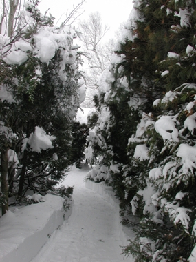Hedges at Saint-Gaudens NHS after a snowstorm