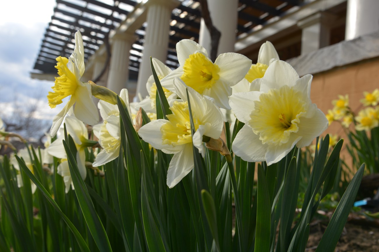 Daffodils outside Little Studio