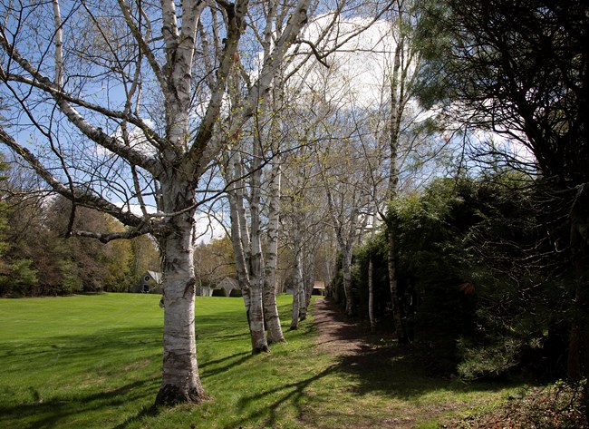 path between rows of white birch trees