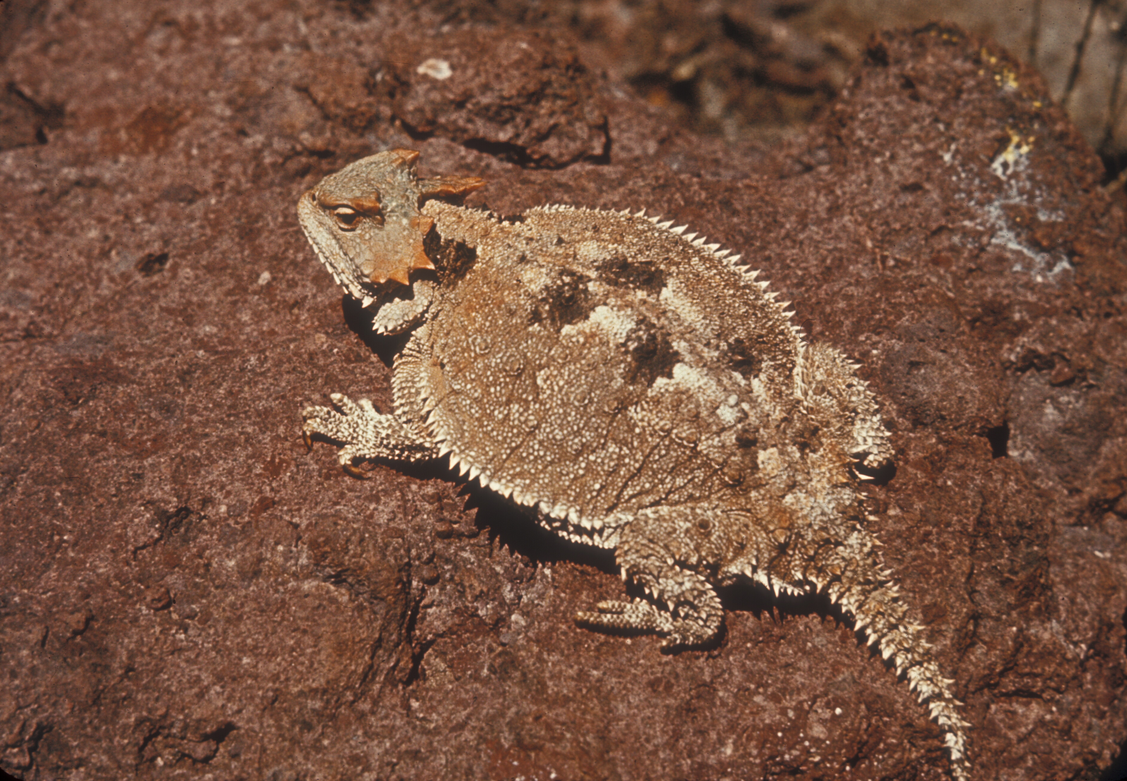 Short Horned Lizard