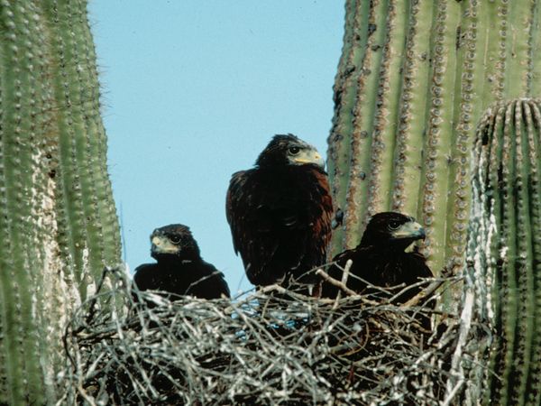 BioBlitz Image from NatGeo Site