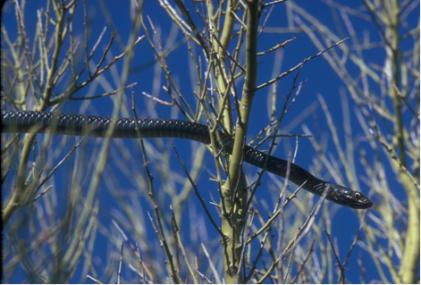 coachwhip