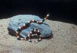 Western Coral Snake