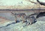 Bobcats at Madrona Pools