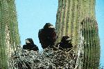 Harris Hawk Nest in Saguaro Cactus