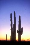 Saguaros at Sunset