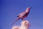 Curve-billed thrasher