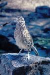 Greater Roadrunner on the prowl