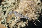 Cactus Wren at Nest in Cholla Cactus