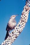 Cactus Wren , Arizona's State Bird